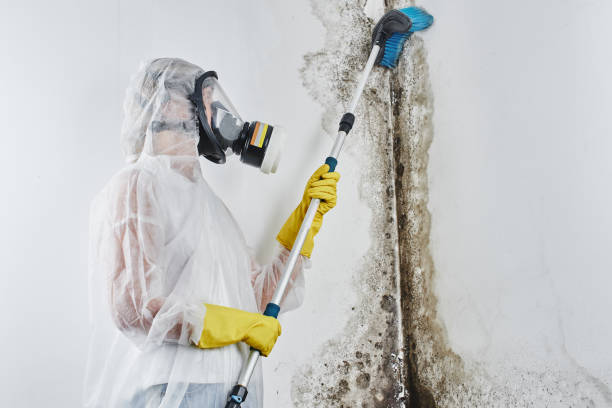 Best Toxic Mold Removal  in Merion Station, PA