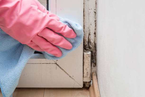 Best Attic Mold Removal  in Merion Station, PA